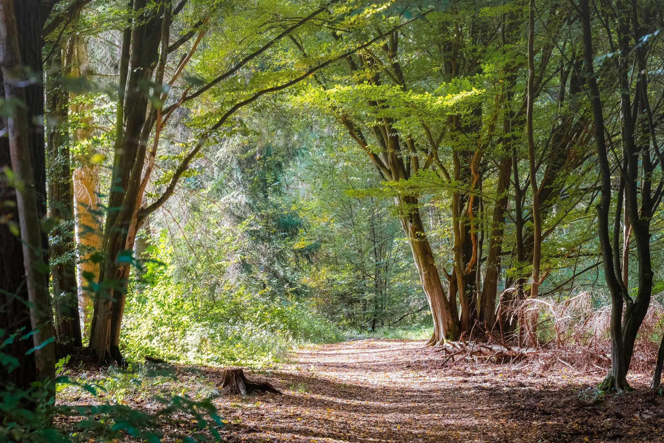 reiki healing services near me