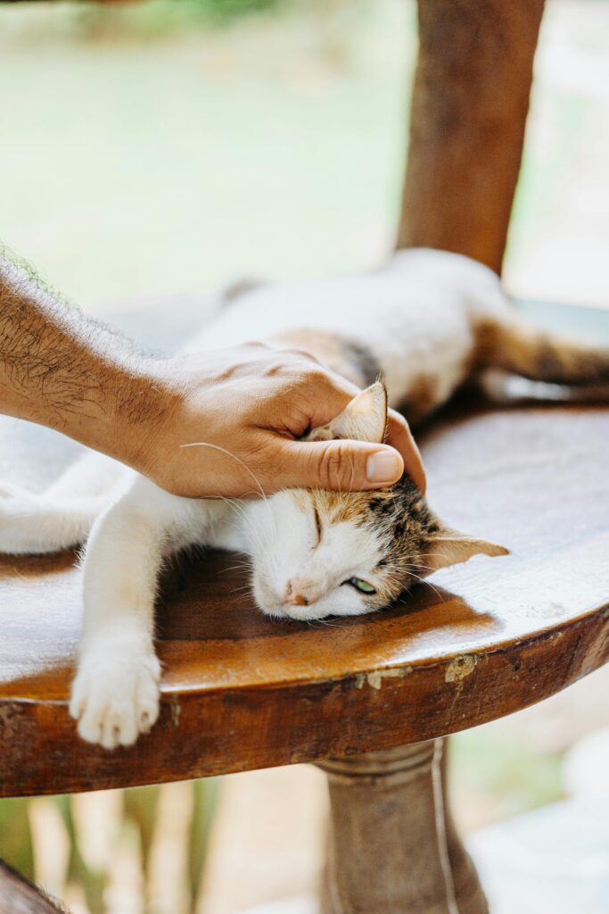 animal healing session near me with practitioner and pet