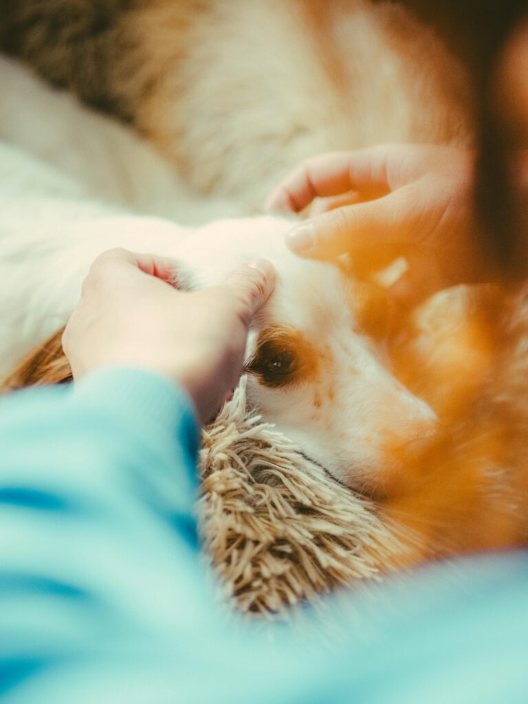 Animal healing session helping calm and balance a dog’s energy
