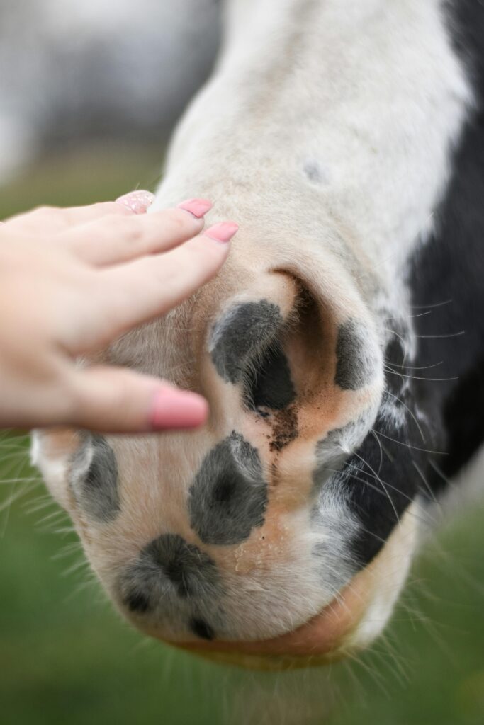 Equine healing session showing connection between person and horse
